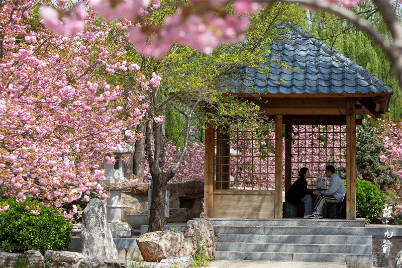 石家庄植物园:郁金香盛开 花海惹人醉