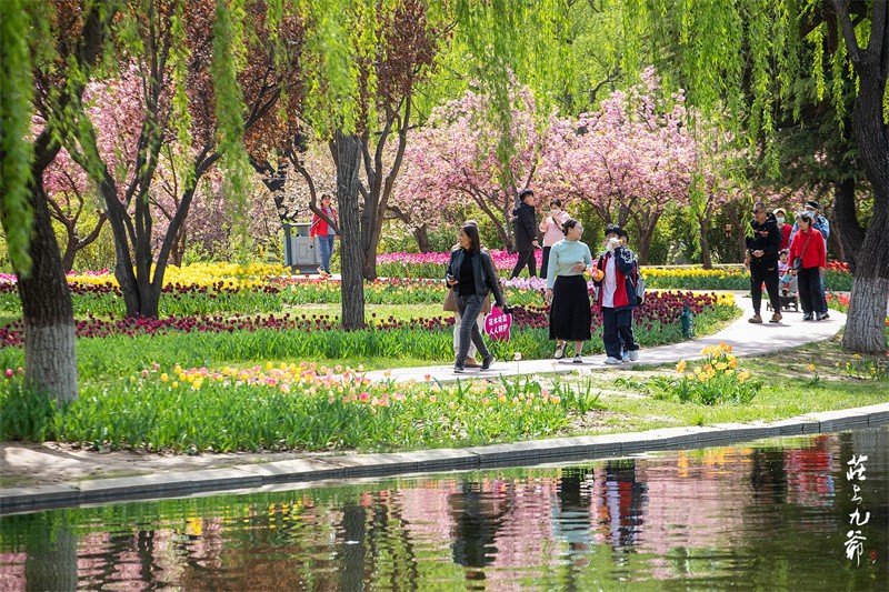 石家庄植物园:郁金香盛开 花海惹人醉|石家庄市_新浪财经_新浪网