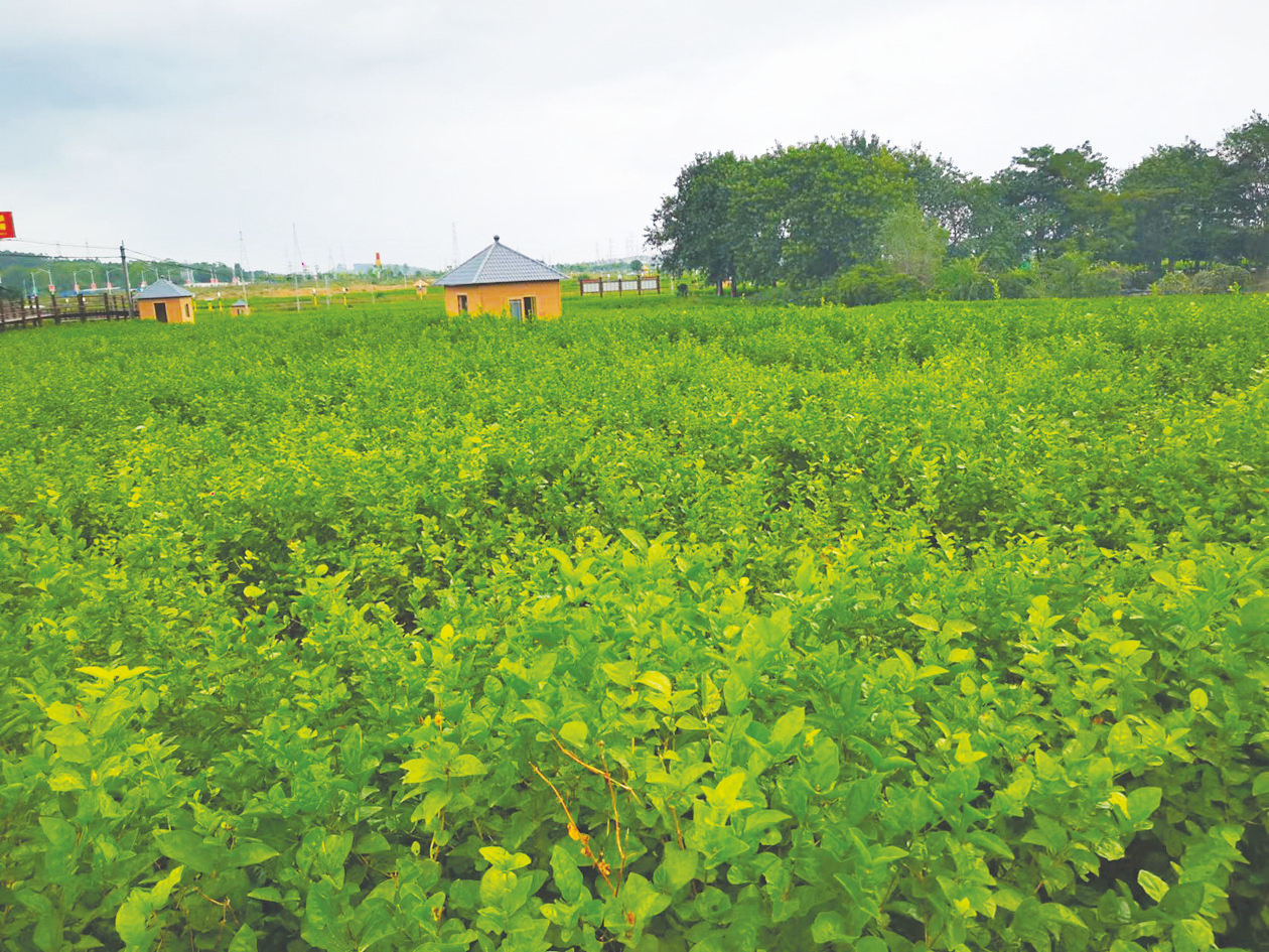 &nbsp;&nbsp;&nbsp;&nbsp;中华茉莉园万亩花田满眼是绿 本报记者郑芳