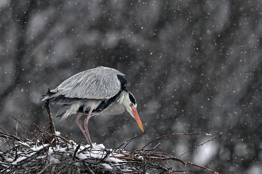 　　作者：爱鸟国际签约摄影师廖士清
