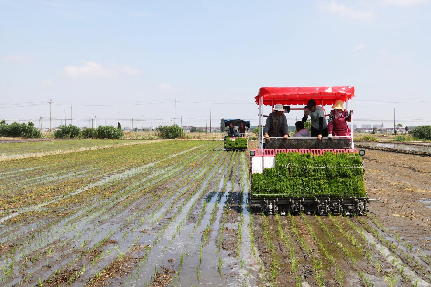 今年扬州水稻种植面积超290万亩|扬州市_新浪财经_新浪网