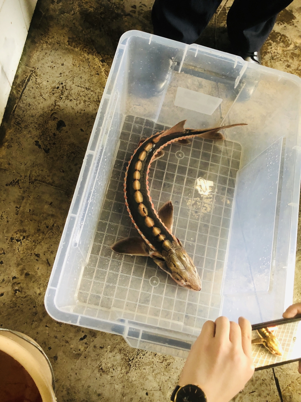 长江鲟回家了 重庆南岸警方破获一起危害珍贵濒危野生动物案|长江