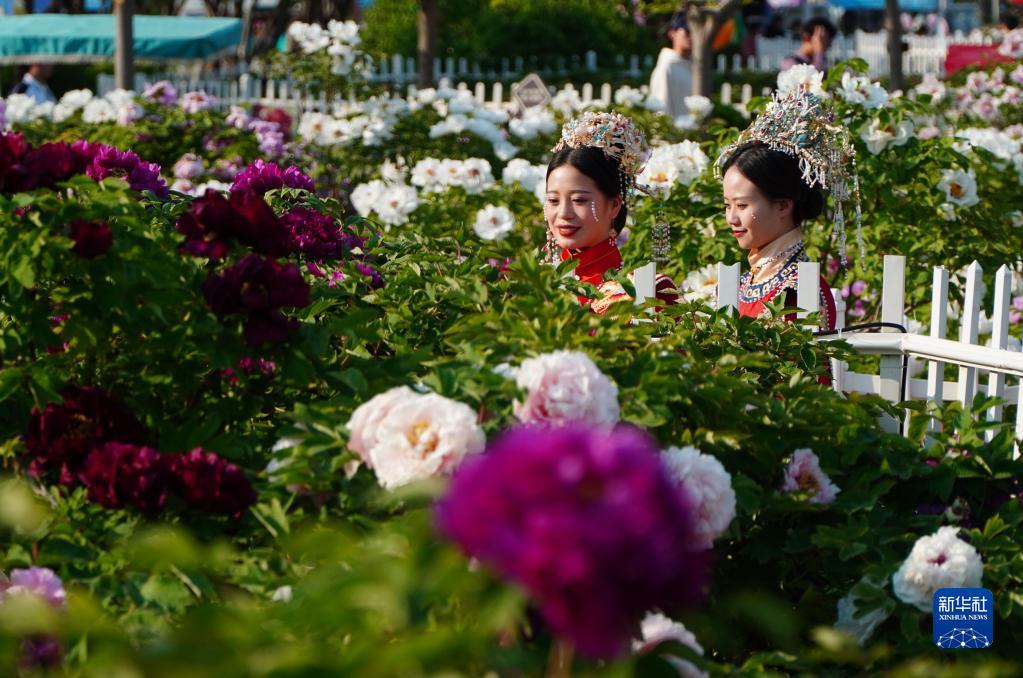 4月7日,在山东省菏泽市牡丹区的曹州牡丹园,游客在观赏牡丹花.