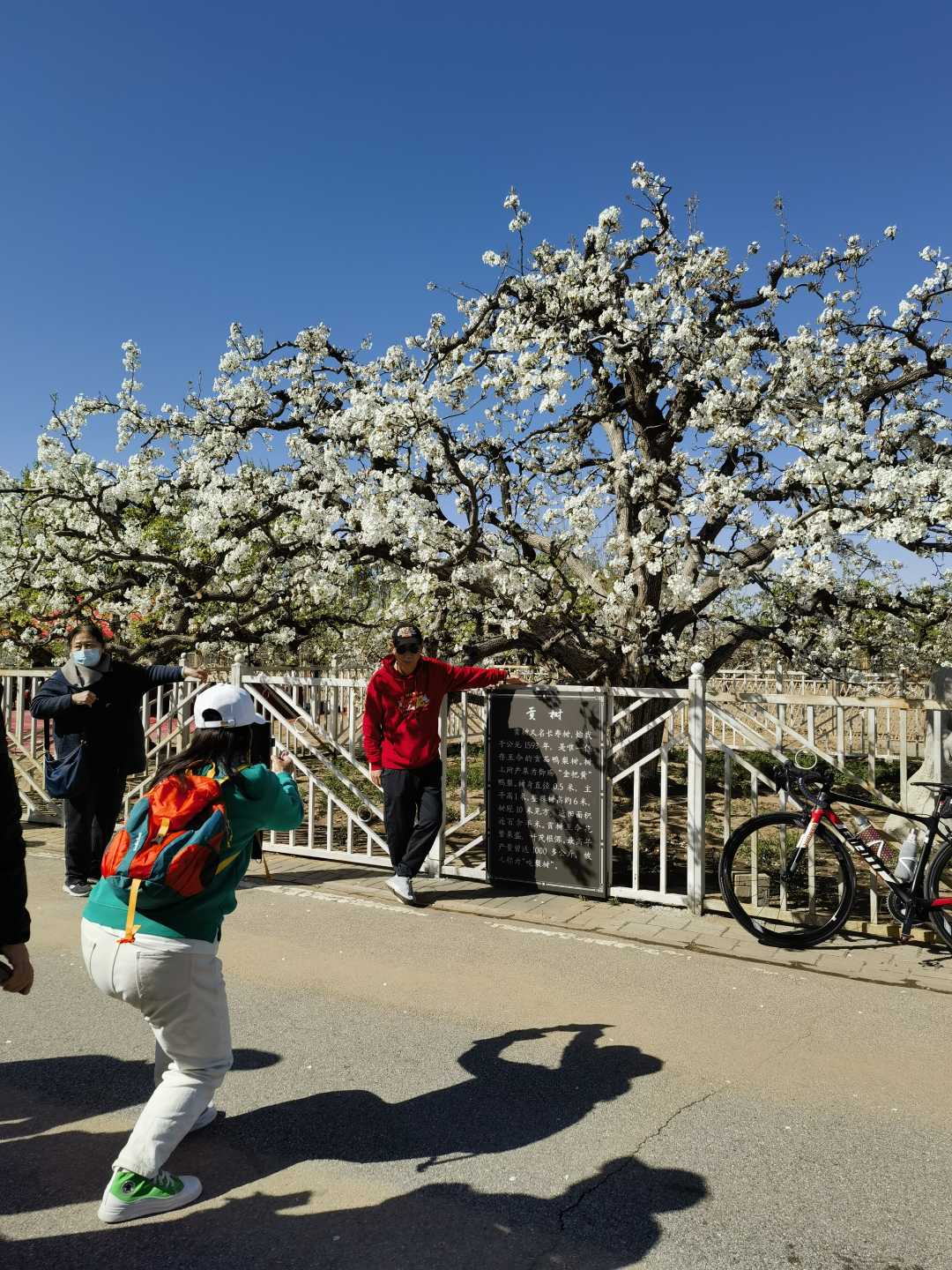 北京大兴庞各庄镇第三十届梨花旅游文化节拉开帷幕|梨花_新浪财经