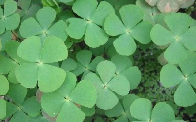 蘋,又称田字草.