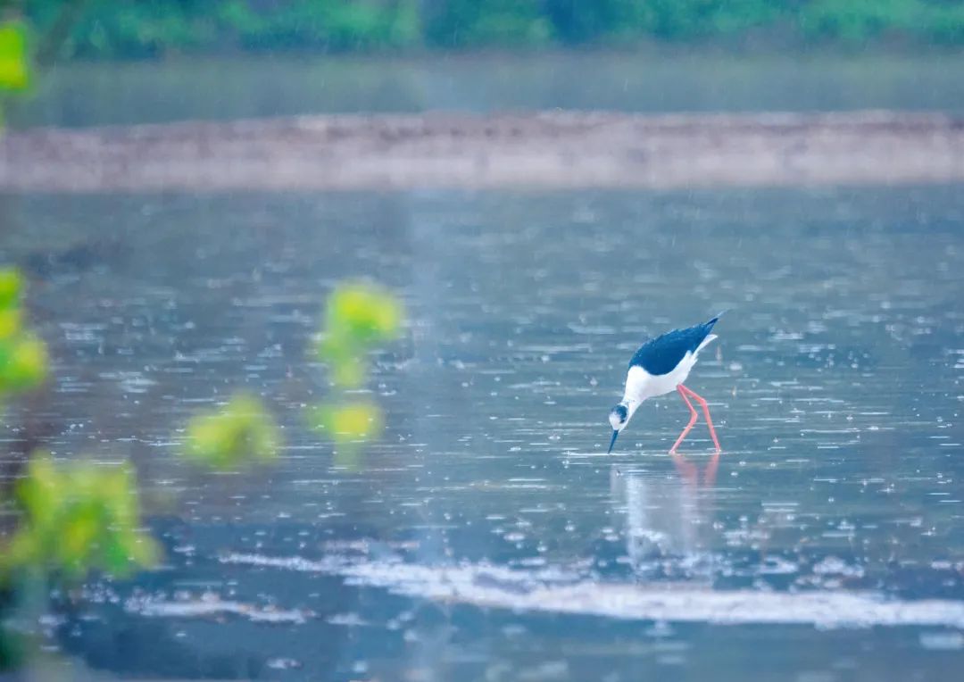 《春雨绵绵》.刘小年 摄