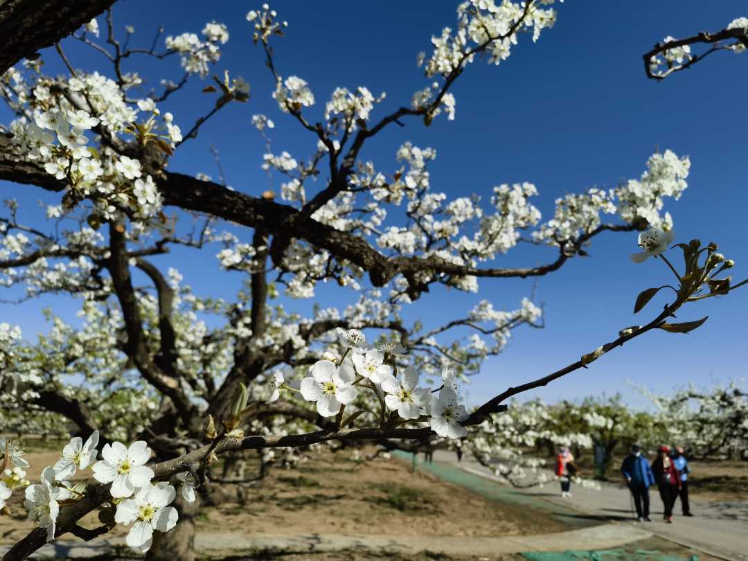 北京大兴庞各庄镇第三十届梨花旅游文化节拉开帷幕|梨花_新浪财经