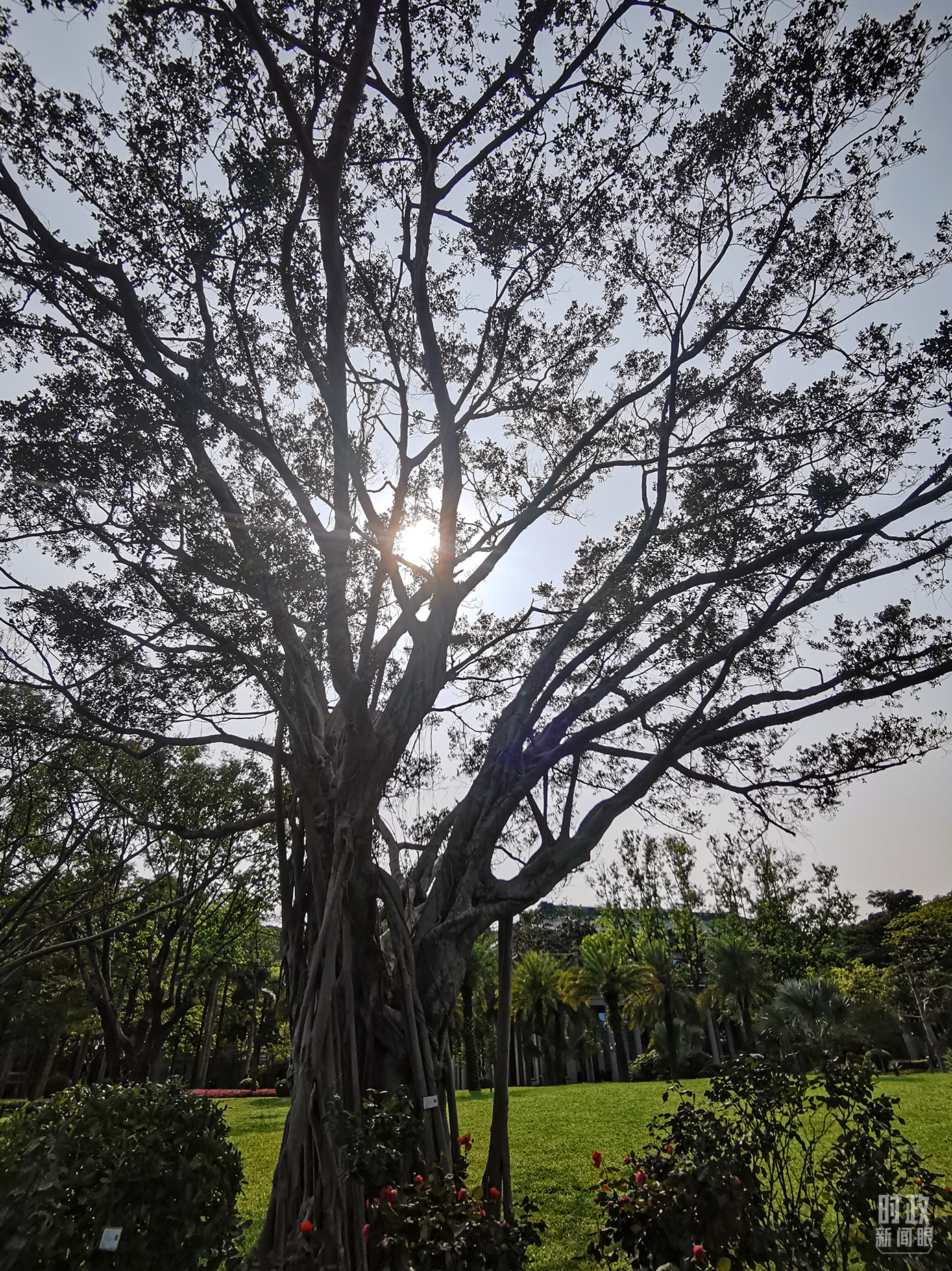 △阳光洒满松园。（总台央视记者杨波拍摄）