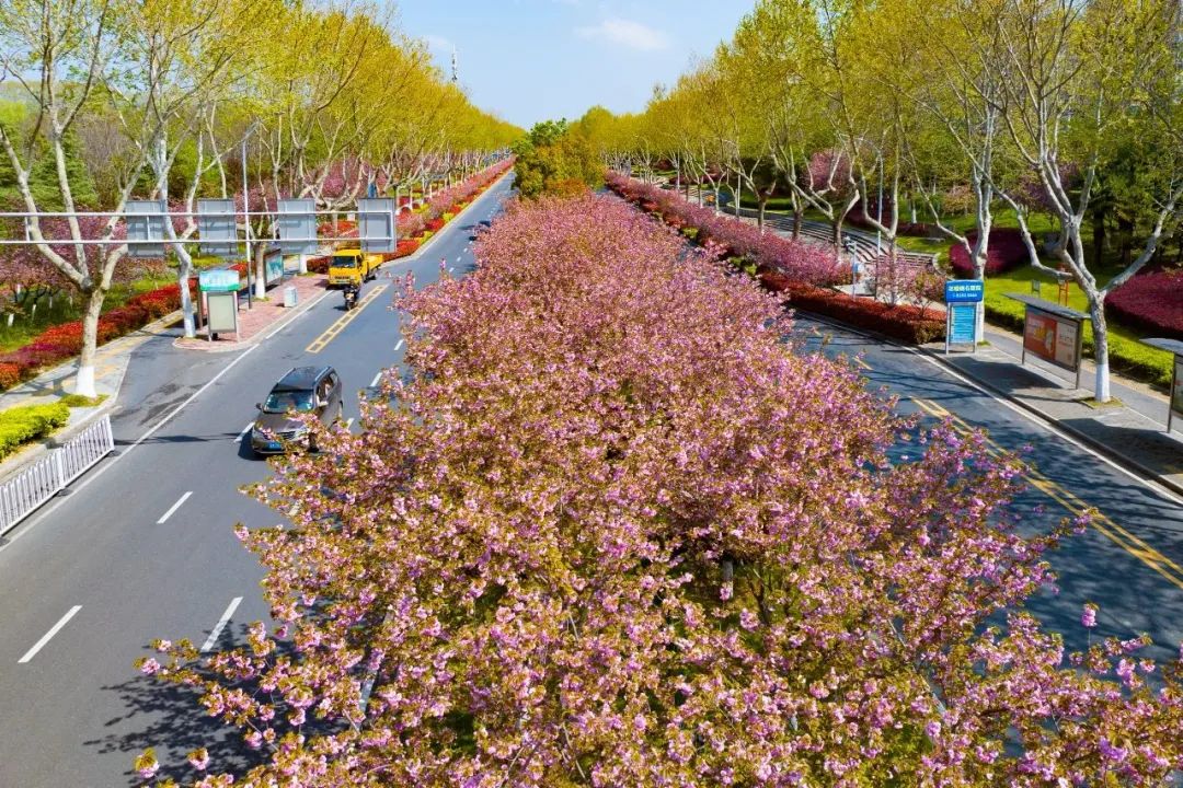 雨花台区花神大道数千株晚樱迎来盛花期.
