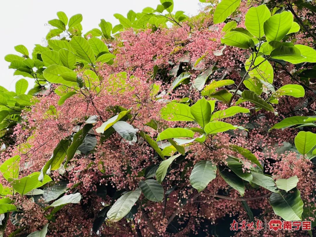 那是苹婆花开了