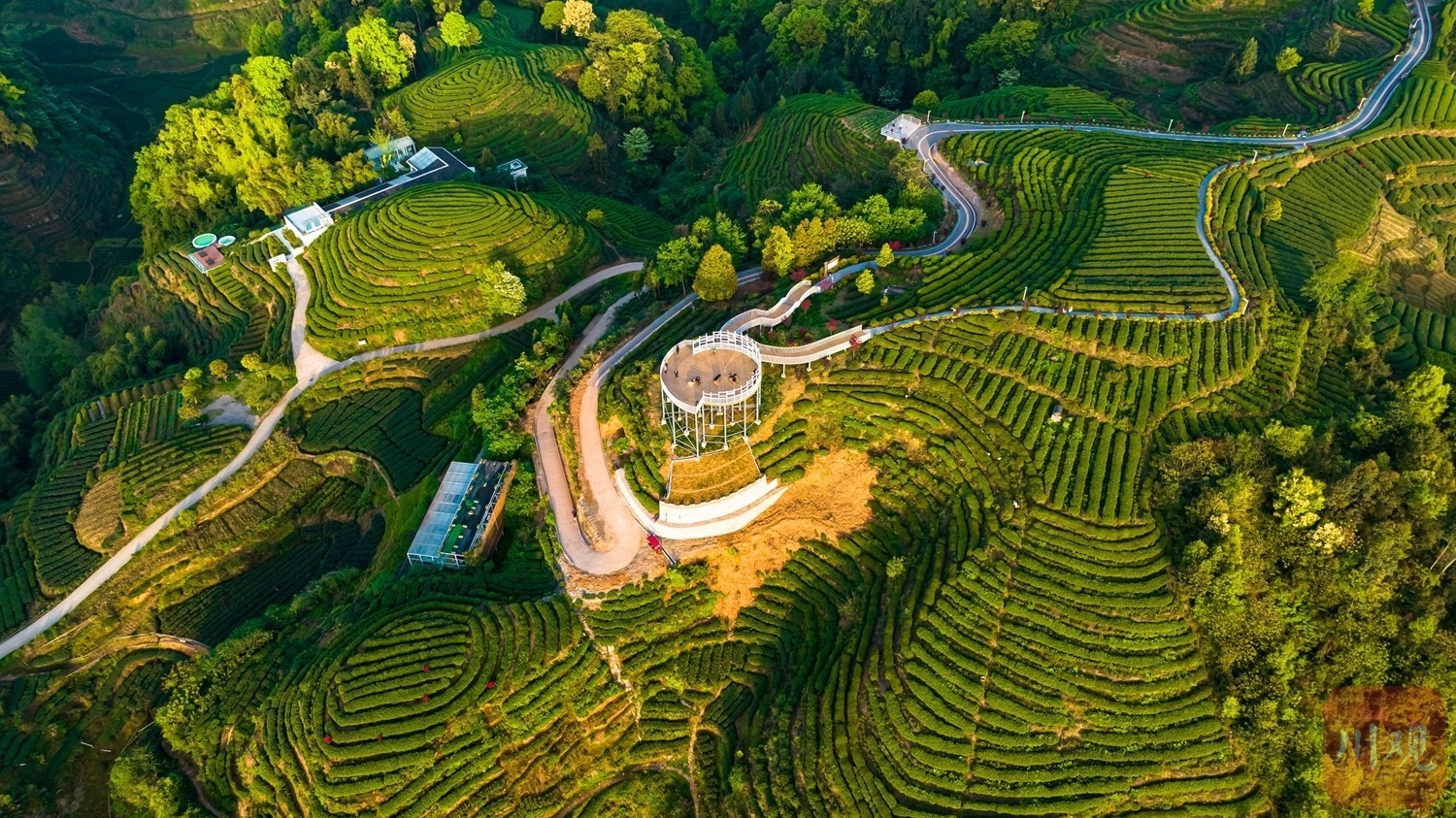 航拍雅安“大地指纹”茶山 感受人与自然的杰作_手机新浪网