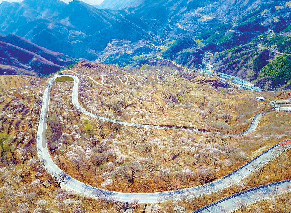 近日,房山区蒲洼乡芦子水村30年树龄的杏花迎来盛放期.