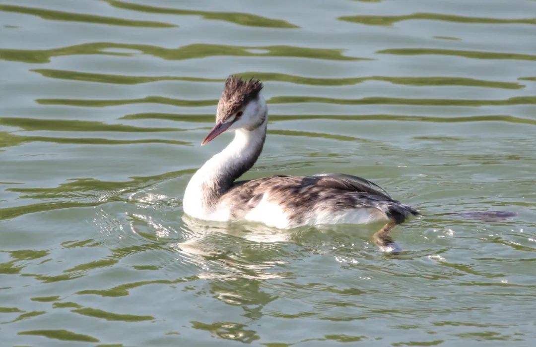 Grebe Head Discover Shenzhen | The great crested grebe 凤头䴙䴘_手机新浪网