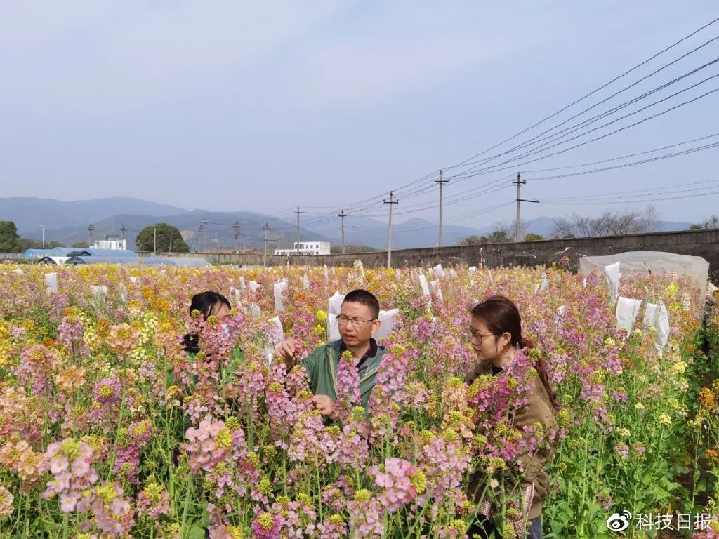 付东辉团队正在筛选油菜花。