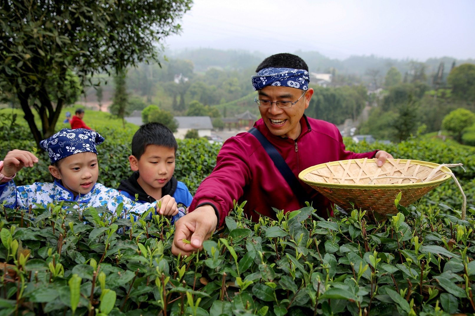 纳溪梅岭茶园图片