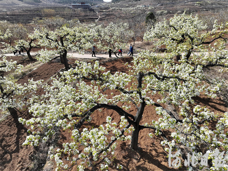 河北迁西:梨花盛开引客来
