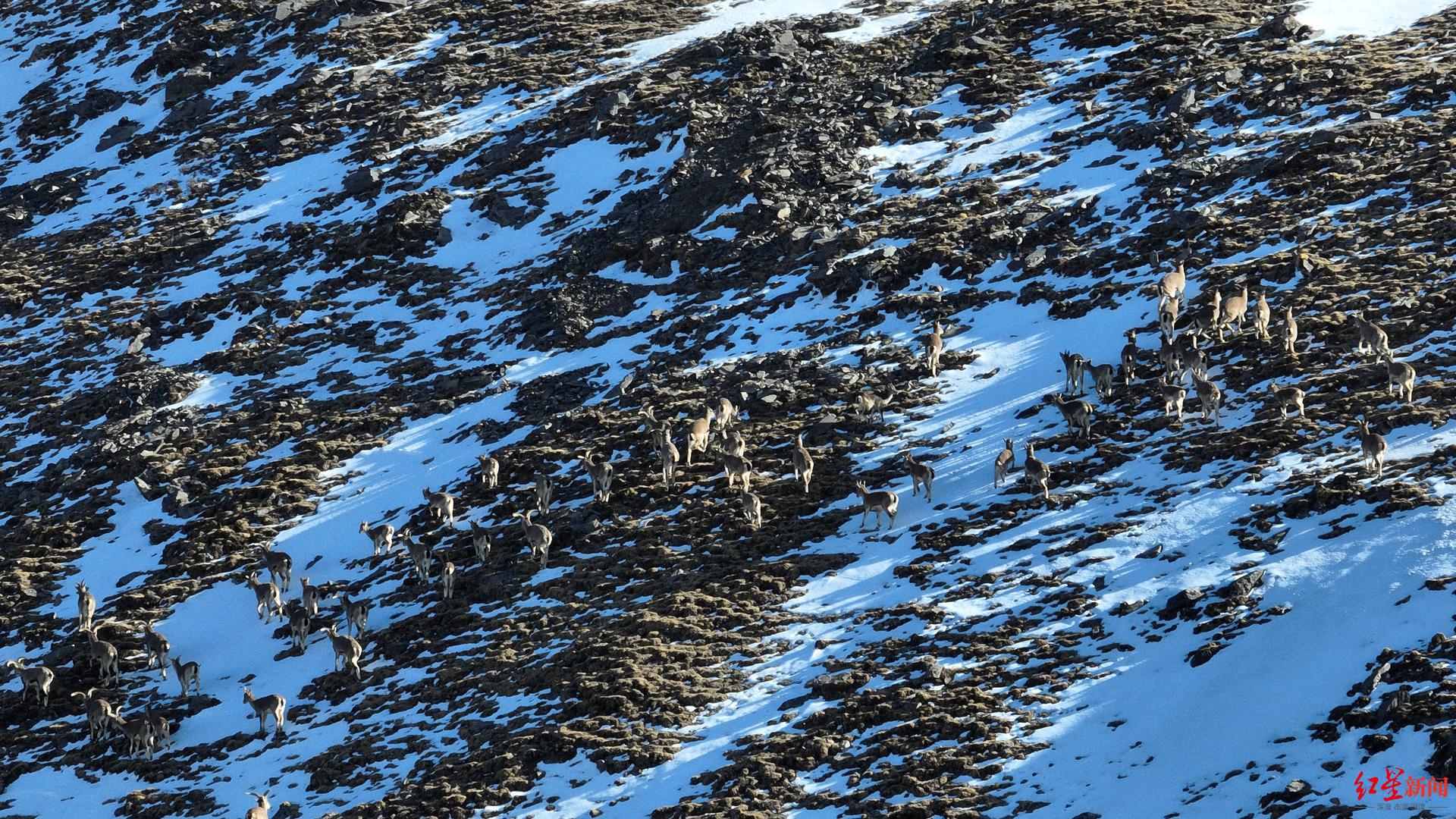 4月9日，荣修楚臣拍到的成群岩羊出没的画面