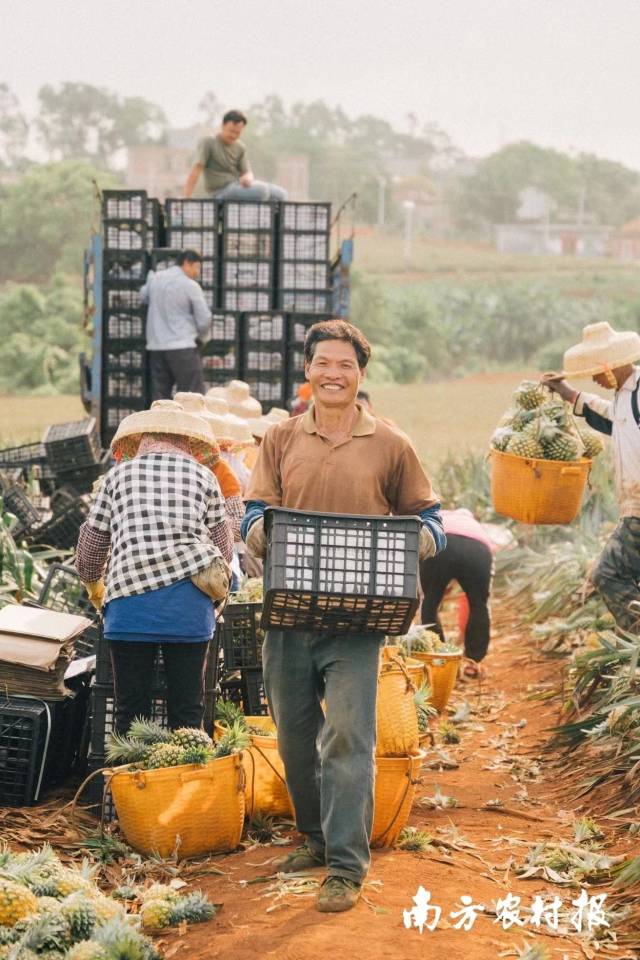 果农增产增收，喜气洋洋， 一张张丰收笑脸汇成最美的一片海。