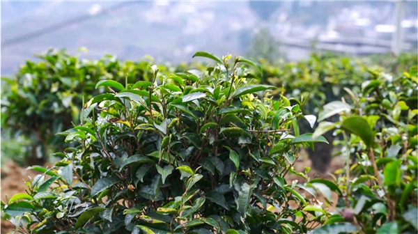 　　植物医生高山红茶系列原料基地