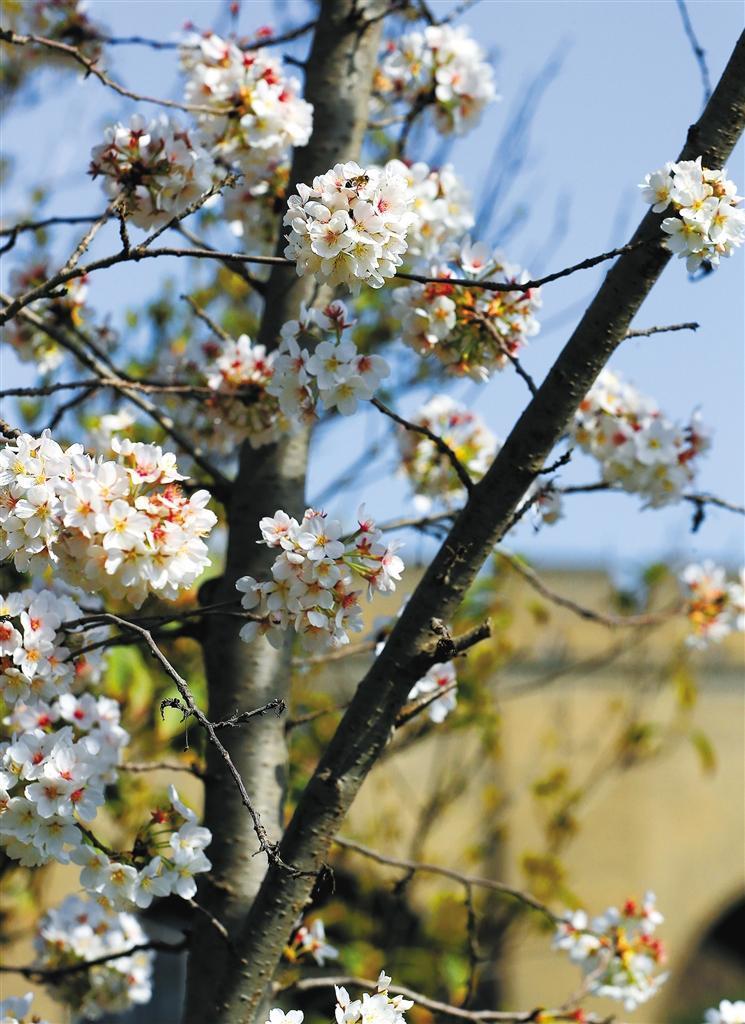 3月18日,繁花盛开的西安环城公园,为市民送来心旷神怡的气息.