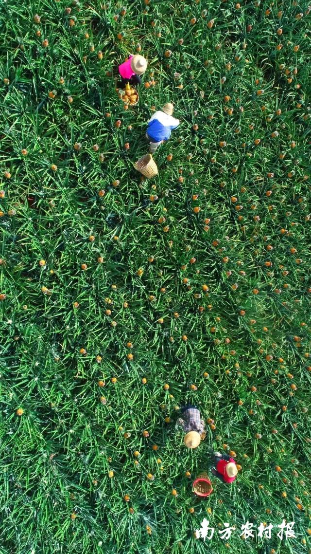 农民忙着采收金黄的果子。 ?陈北跑 摄