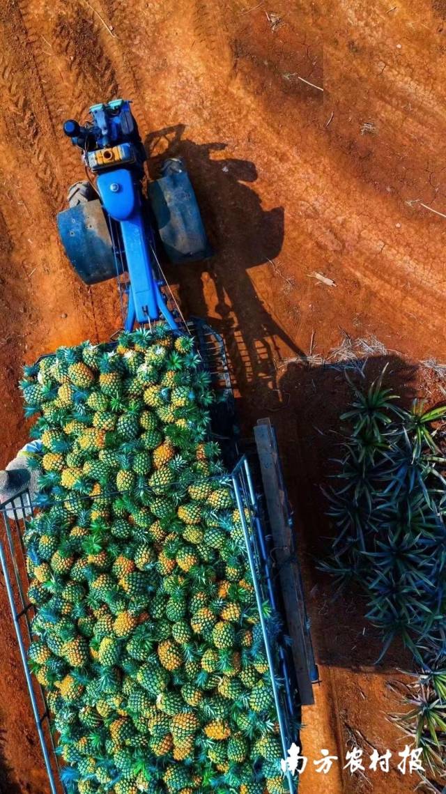 农民忙着采收金黄的果子。 ?陈北跑 摄