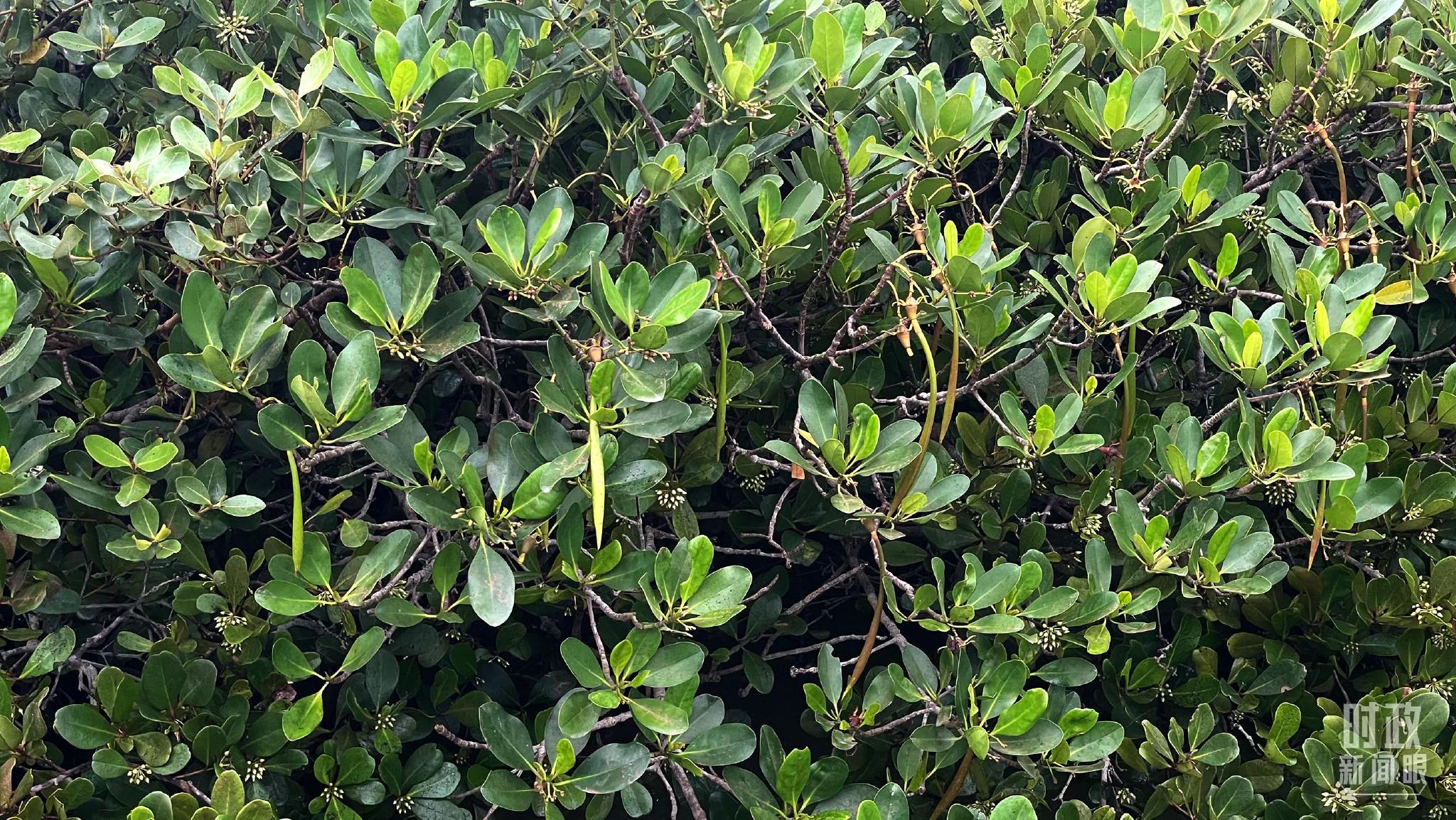 △红树林中的秋茄树。（总台央视记者鄂介甫拍摄）