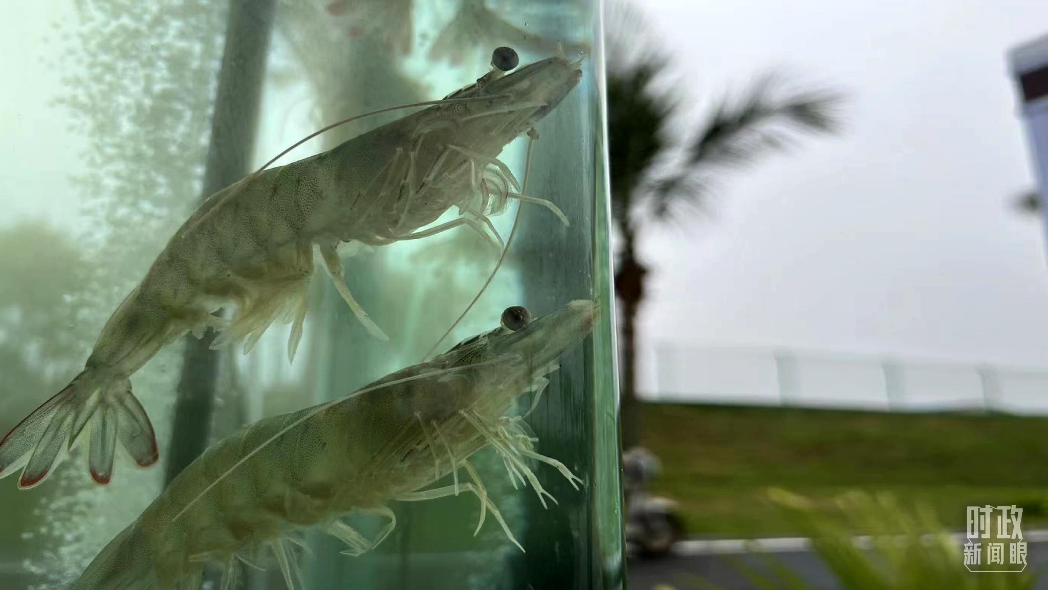 △南美白对虾。（总台央视记者李炜拍摄）