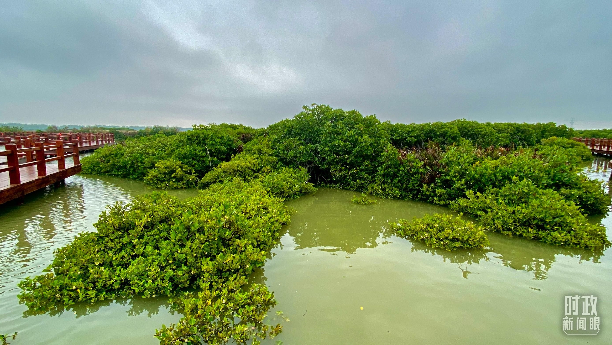 △麻章区湖光镇金牛岛红树林片区。（总台央视记者李辉拍摄）