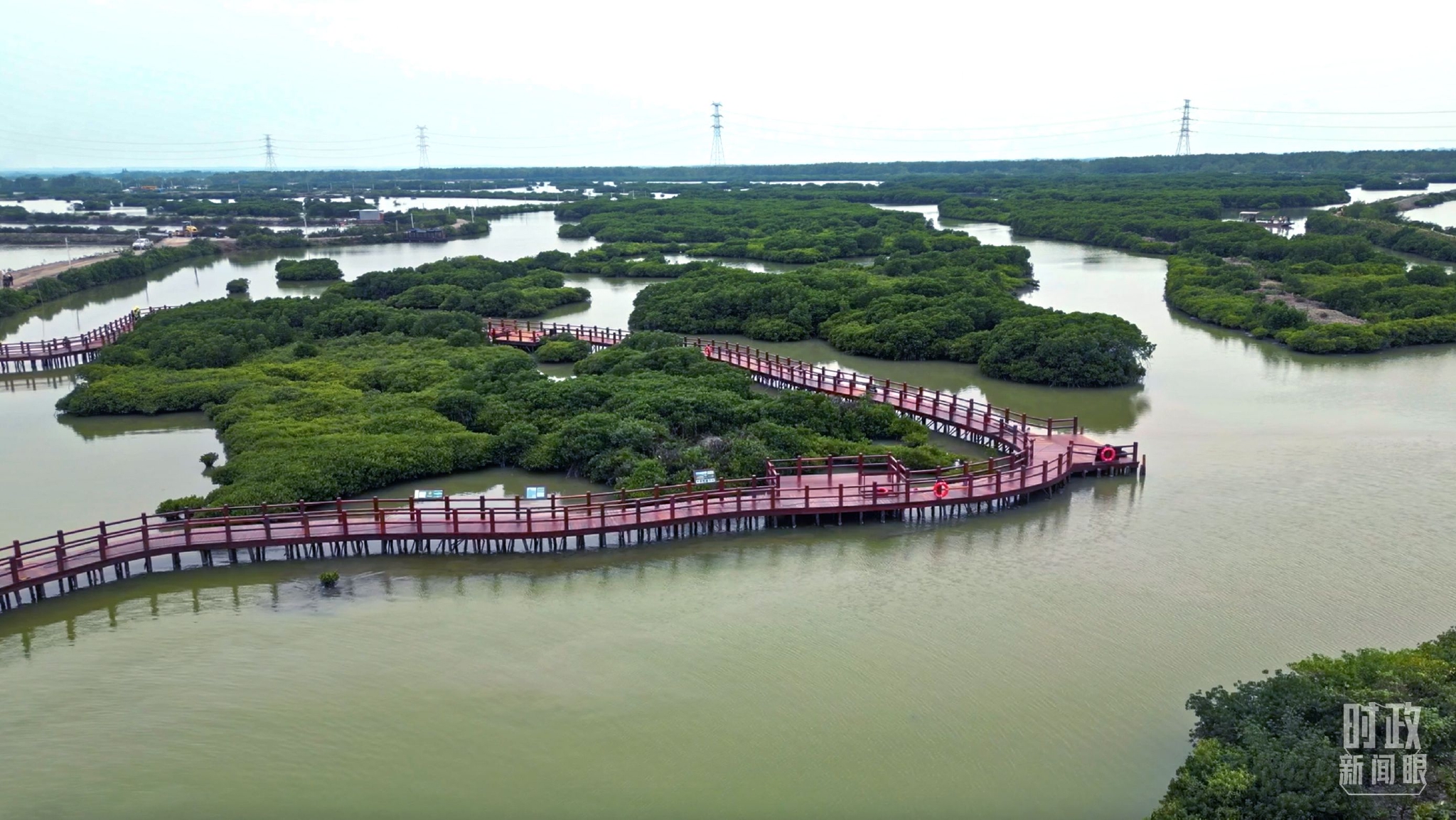 △麻章区湖光镇金牛岛红树林片区航拍。（总台央视记者吴穗斌拍摄）