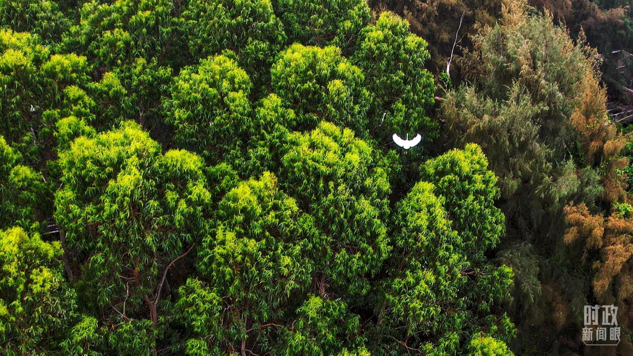 △红树林有“海岸卫士”“海洋绿肺”之称。（总台国广记者李晋拍摄）