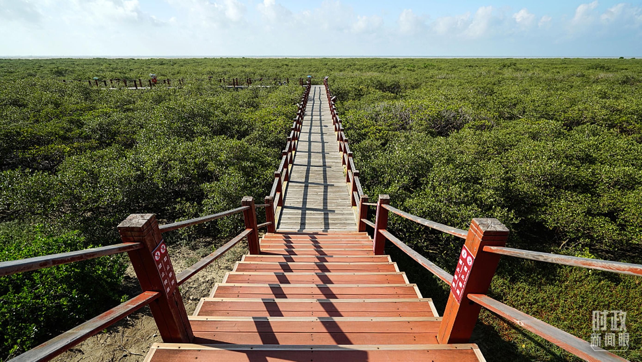 △金海湾红树林。