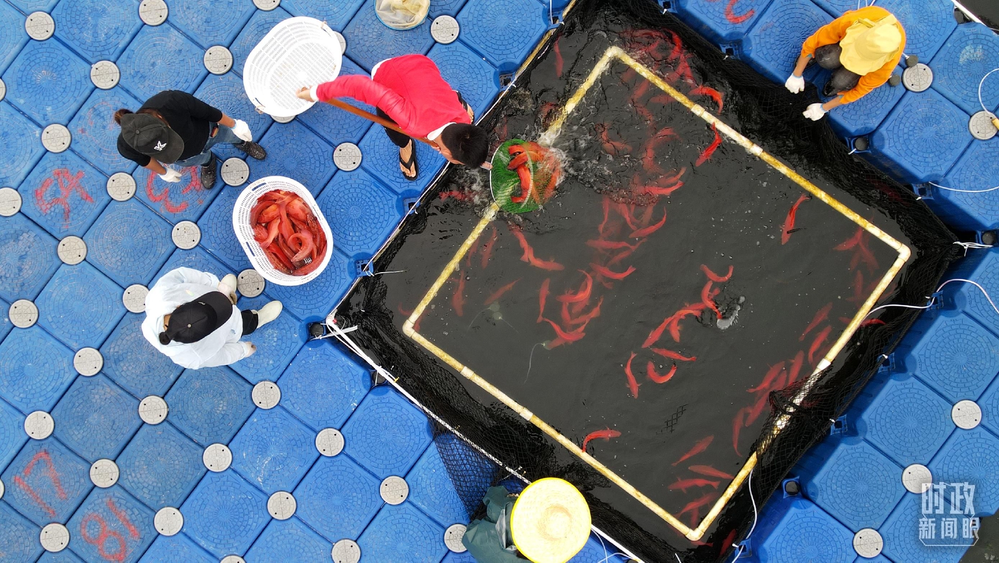 △浮筒式池塘网箱。（总台央视记者刘琦拍摄）