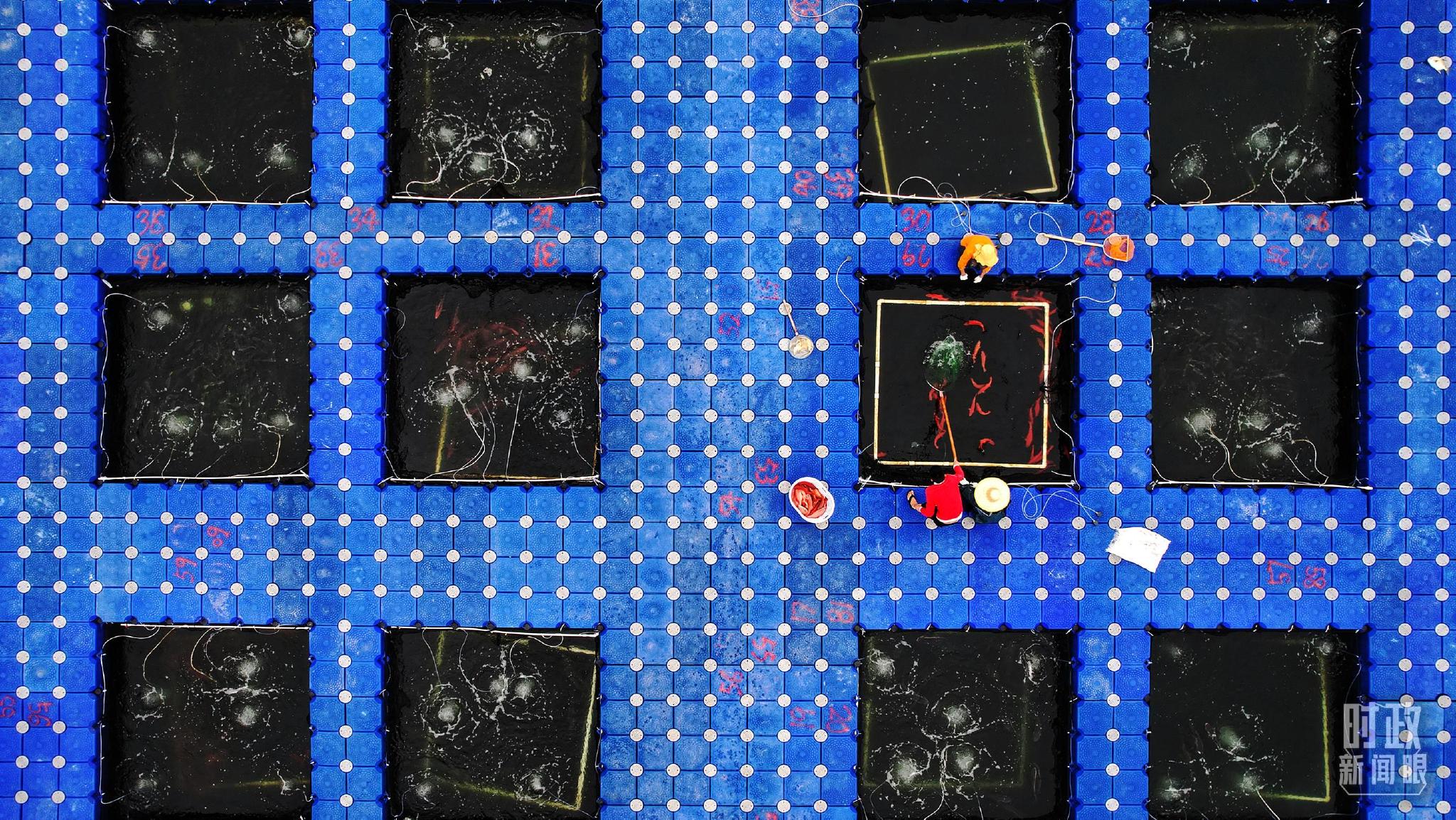 △浮筒式池塘网箱。（总台国广记者李晋拍摄）