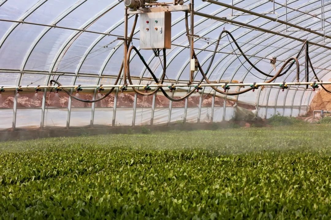现代化喷淋系统正在为蔬菜喷水打药