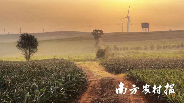 菠萝的海的金黄，是春天的馈赠。 陈北跑 摄