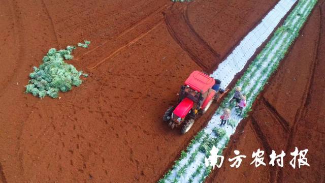 农民每走一步，都为这片红土地播种一颗菠萝。 张再漾 摄