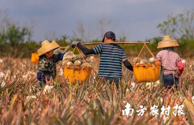 果农增产增收，喜气洋洋， 一张张丰收笑脸汇成最美的一片海。