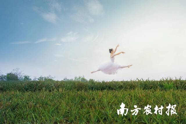 芭蕾舞者舞动菠萝的海。