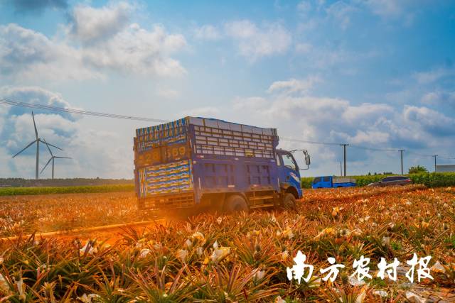 载满菠萝的卡车在田间行驶。