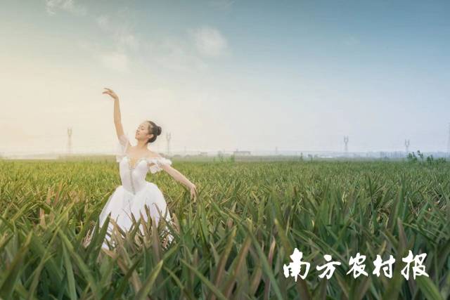 芭蕾舞者舞动菠萝的海。