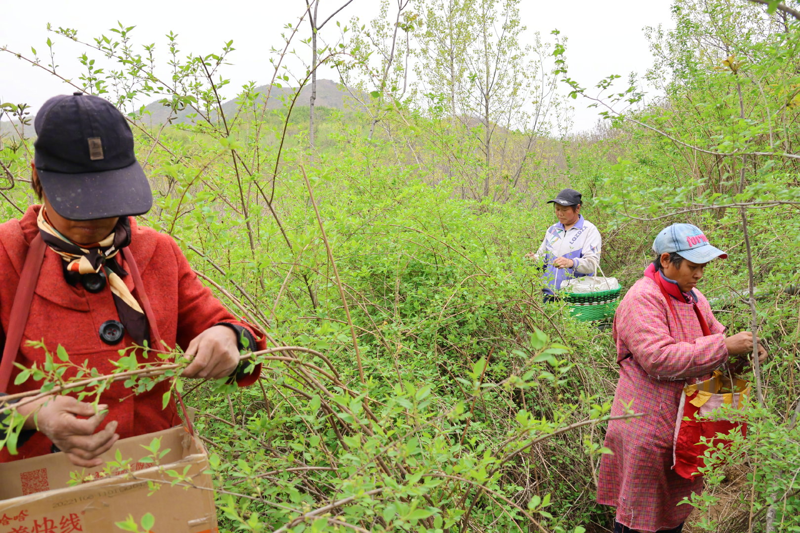 村民在山上采摘连翘鲜叶.