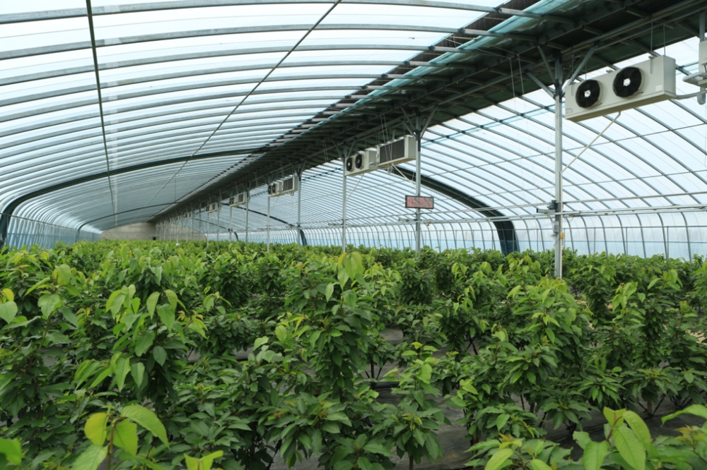 　　卓樱桃超级智能大棚