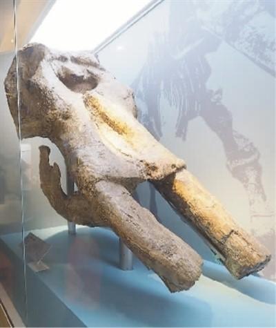 黄河象头骨化石.杜建坡摄