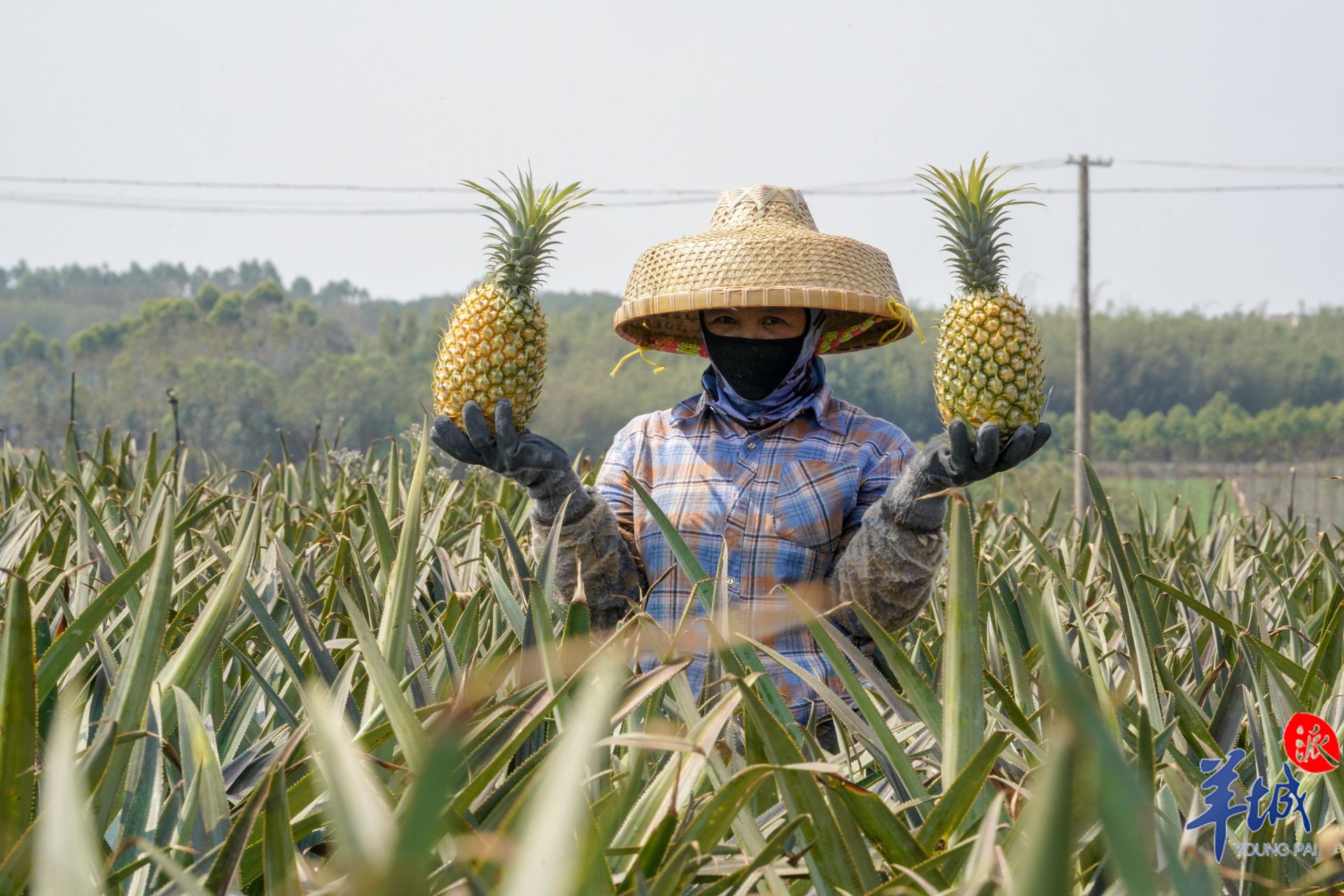 果农在菠萝的海摘菠萝