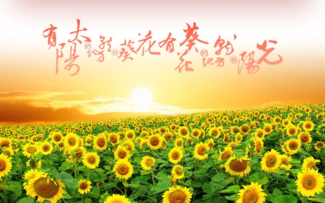 一图读懂:葵花药业(002737)2022年度报告