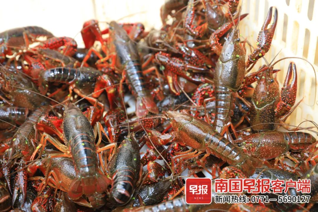 我想看龙虾养殖(养龙虾的视频技术)
