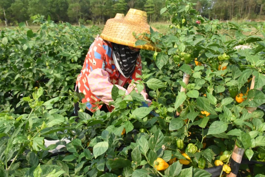 每年都种植黄灯笼辣椒,今年就比去年多种了20来亩,扩大了种植规模