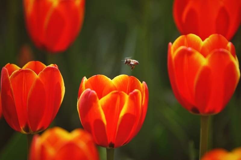 4月12日,国家植物园北园,一只蜜蜂在郁金香花丛中采蜜.