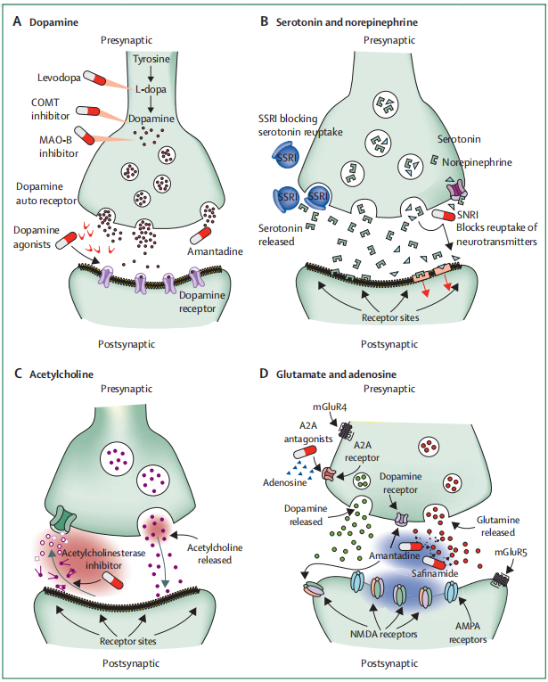 体或溶酶体功能障碍,alpha-synuclein/α-突触核蛋白毒性聚集体的形成